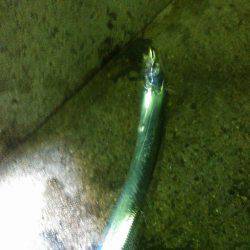 突風サーべリングナイト！❤